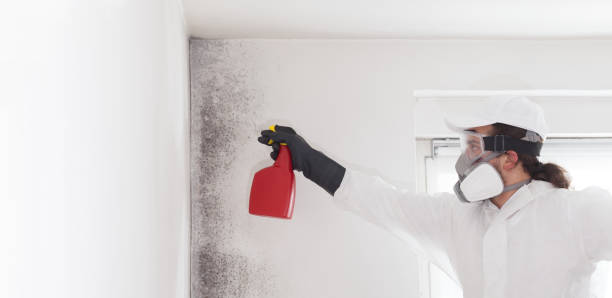 Best White Mold Remediation in Beach City, TX