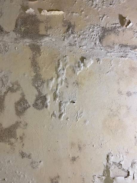  Beach City, TX Mold Removal Pros