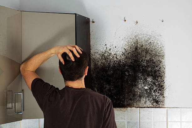 Best Basement Mold Remediation in Beach City, TX