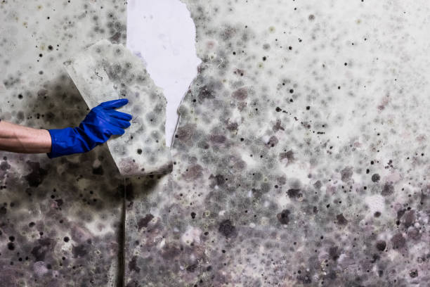 Best Bathroom Mold Remediation in Beach City, TX
